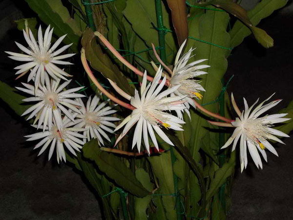 Hooker Epiphyllum