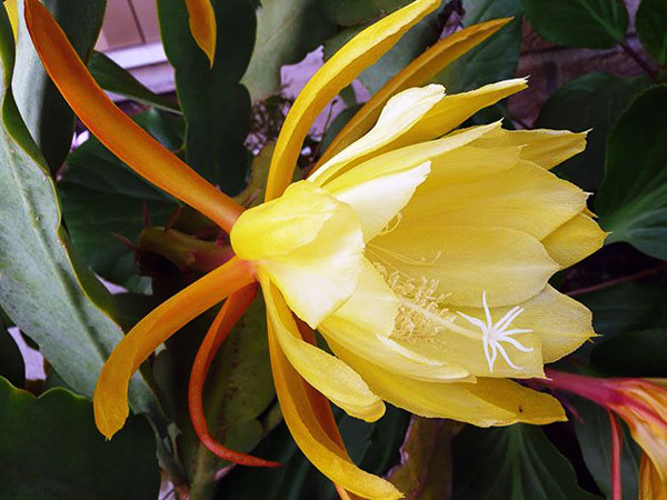 Epiphyllum getand