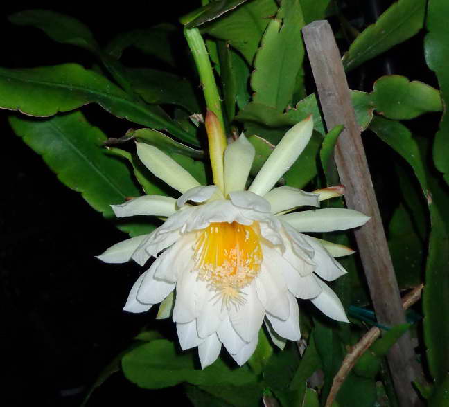 Epiphyllum Thomas