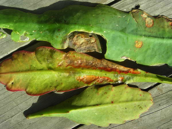 Anthracnose