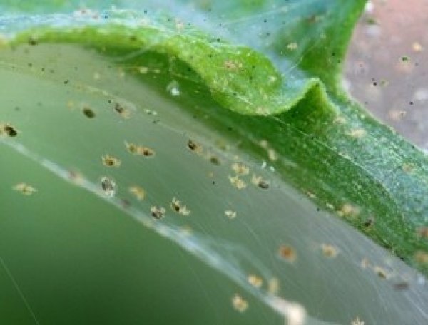 Spider mite