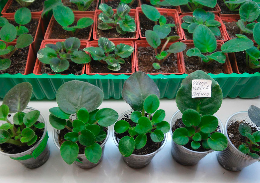 Gewortelde violette transplantatie