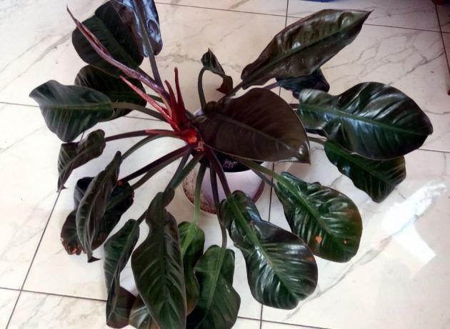 Philodendron blozen