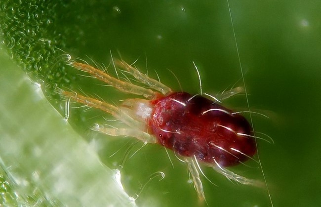 Spider mite