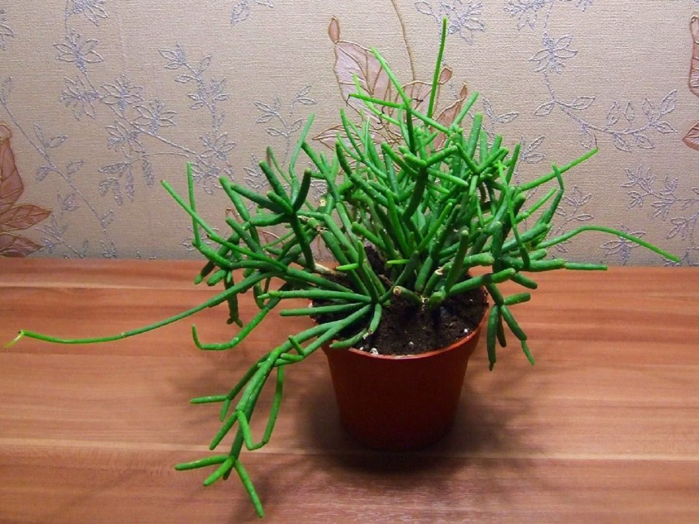 Rhipsalis