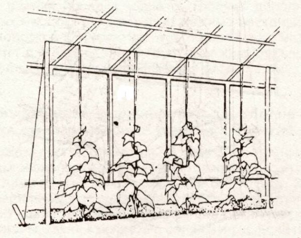 Rektangulær espalier