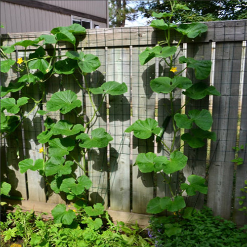 Wall trellis