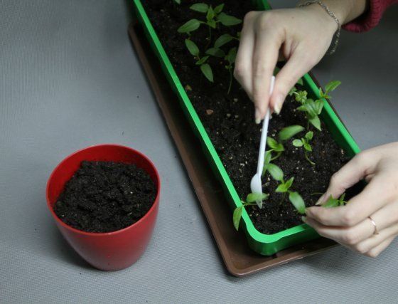 Frøplanting utvinning