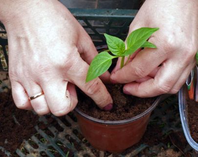 Rootsysteem opruimen