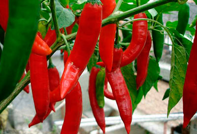 Hot Chilli Hot Peppers