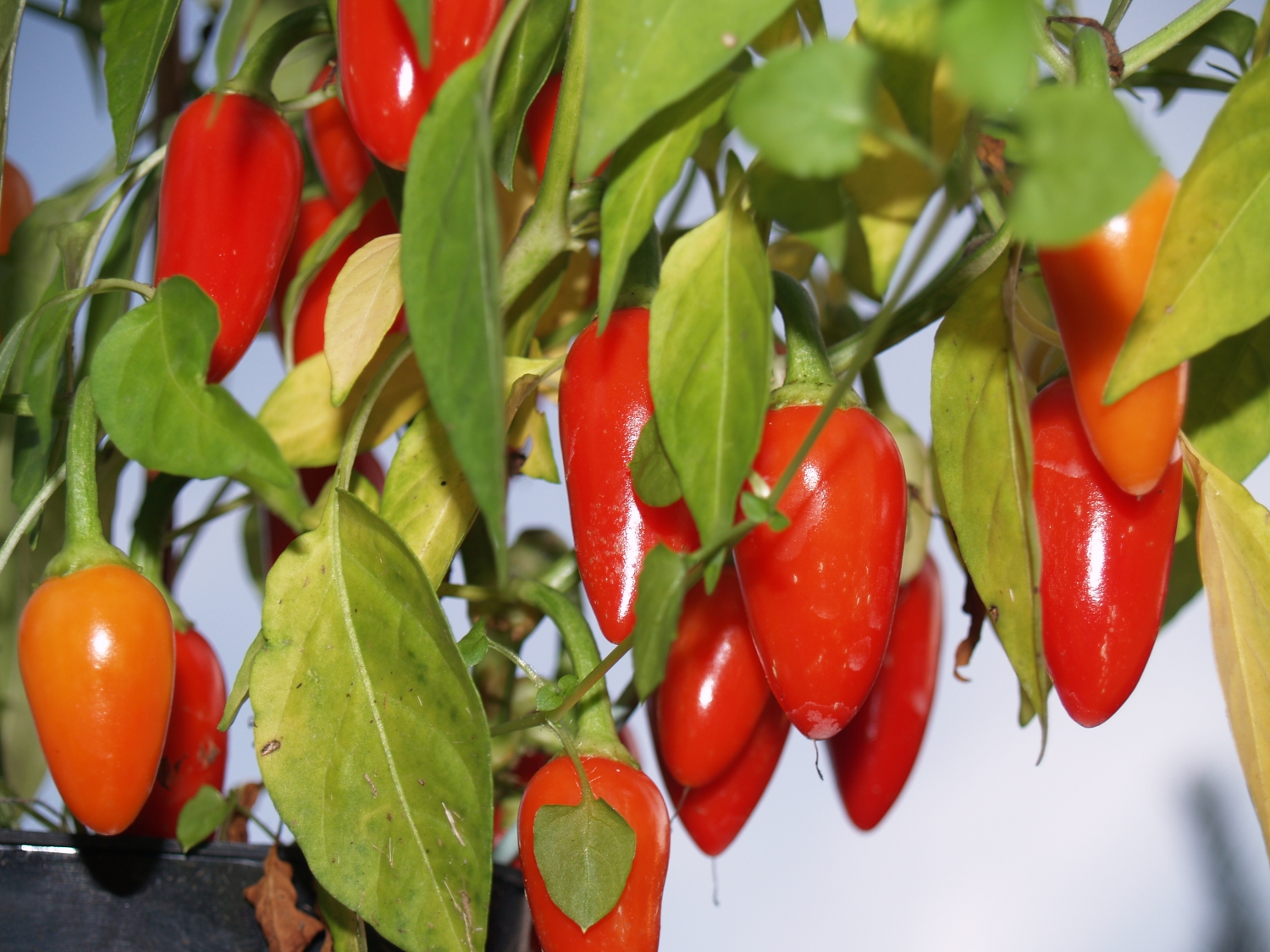 Cascabel peper