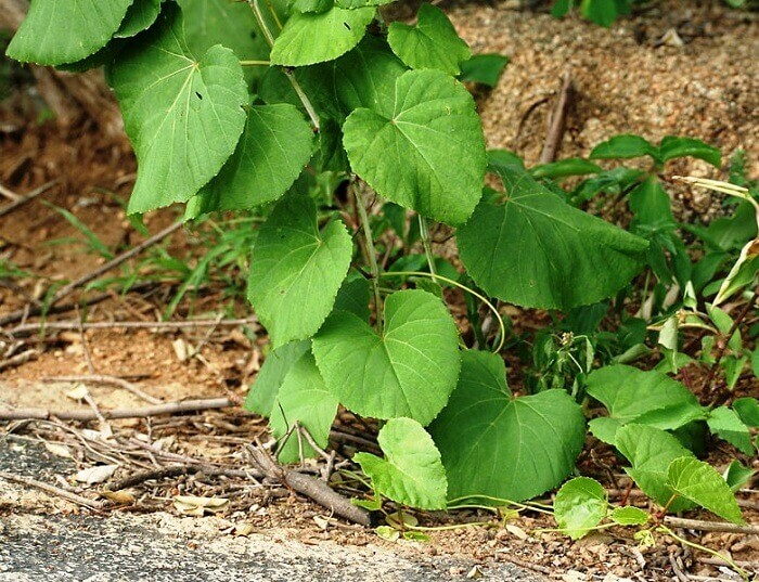 De cissus is vierhoekig