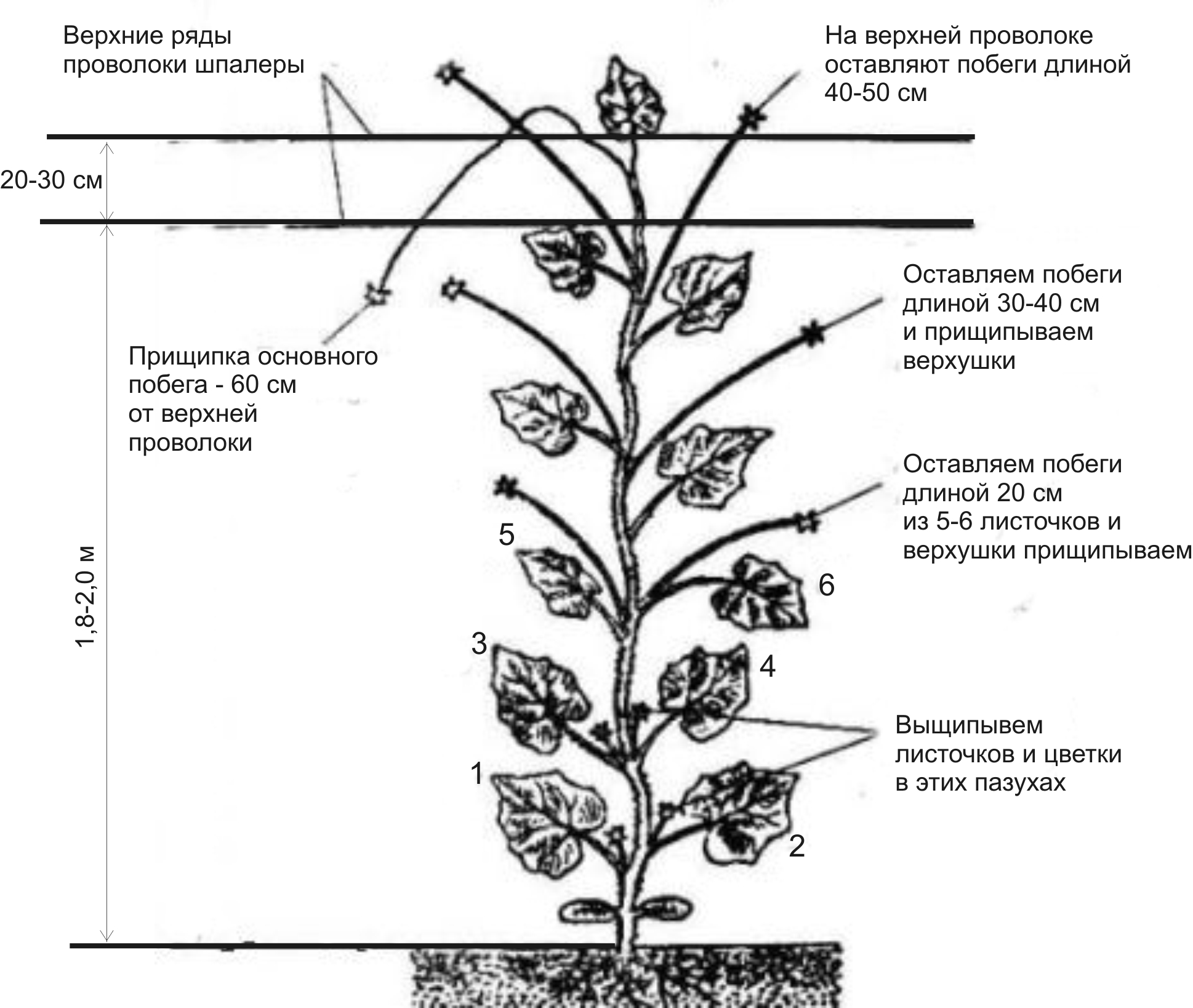 prischipka