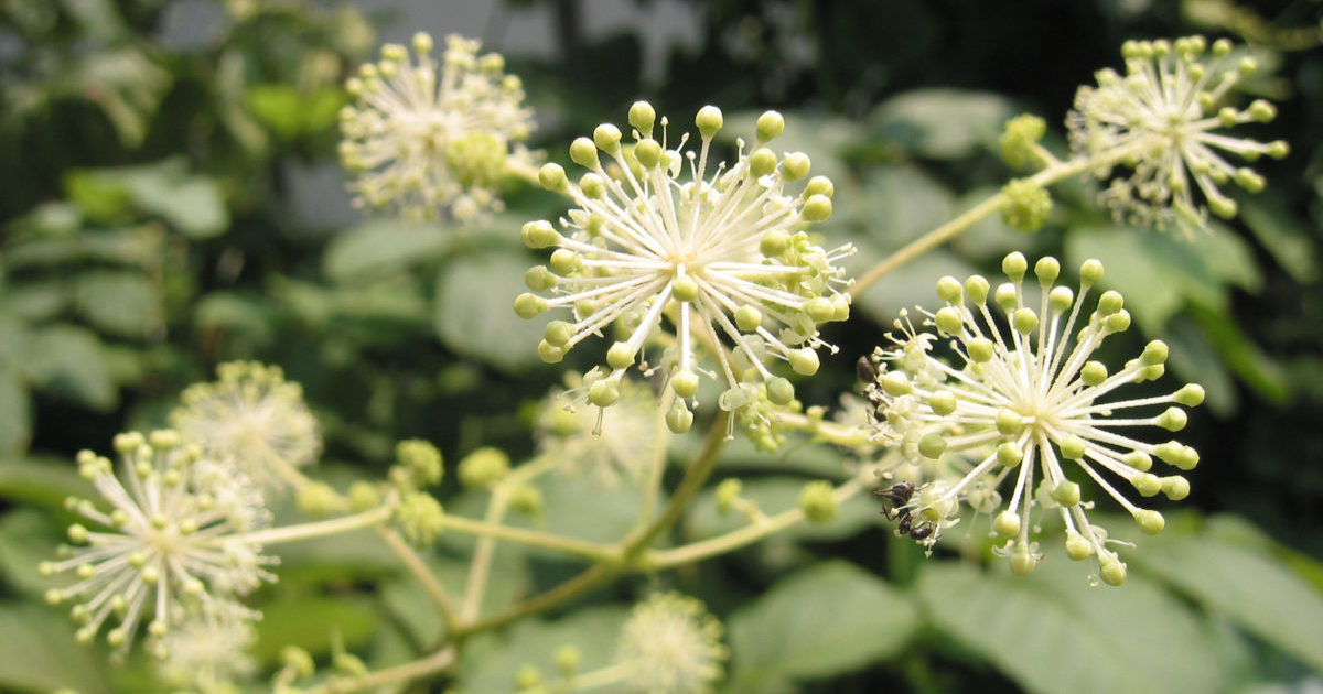 Aralia