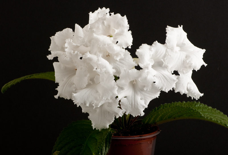 Streptocarpus puti