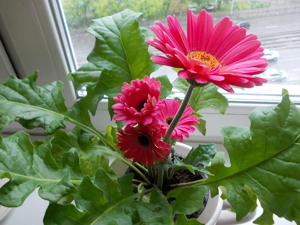 Gerbera Care