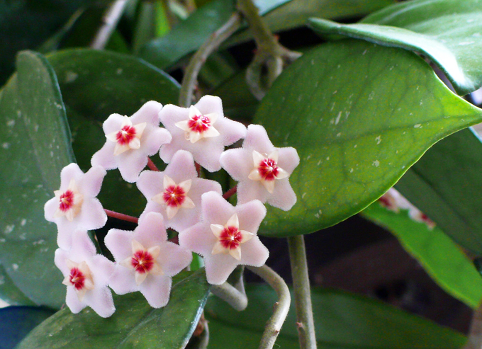 Hoya Karnosa