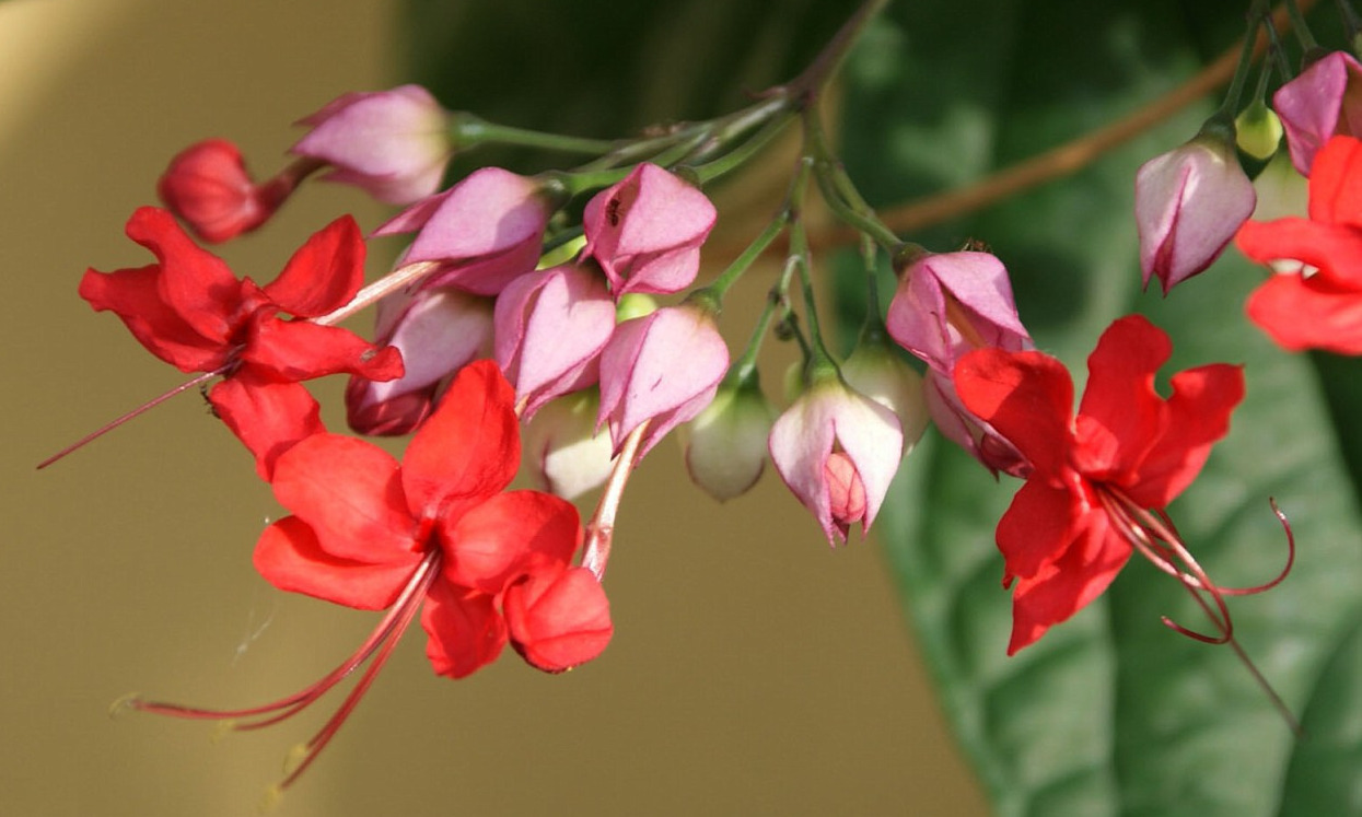 clerodendrum