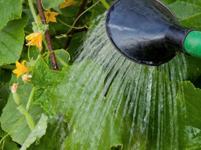 watering