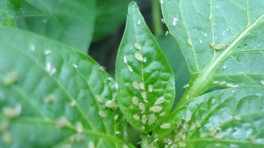 Aphids