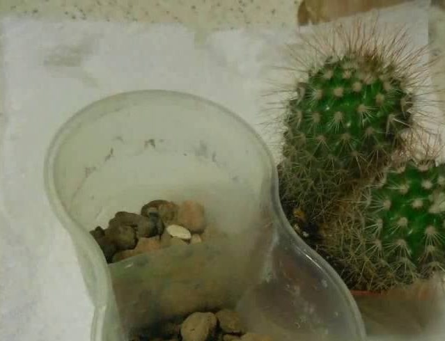 Mammillaria transplant