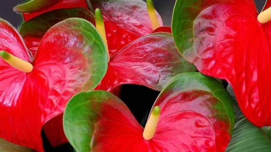 Anthurium