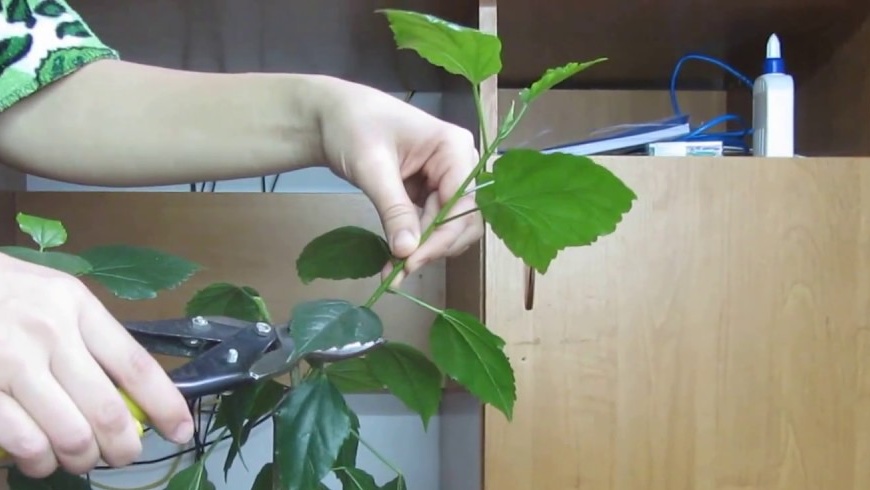 Pruning ng Hibiscus