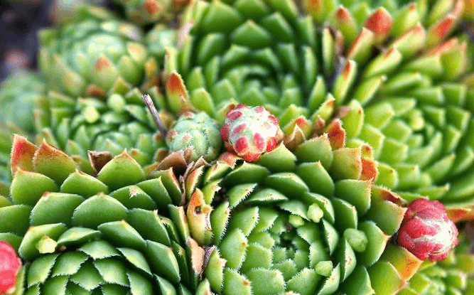 Echeveria