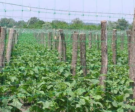 Ang paggamit ng mga lambat para sa mga pipino ng garter