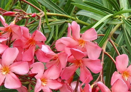 oleander