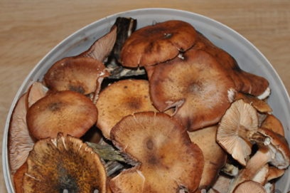 sorteer de champignons