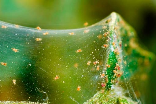 Spider mite