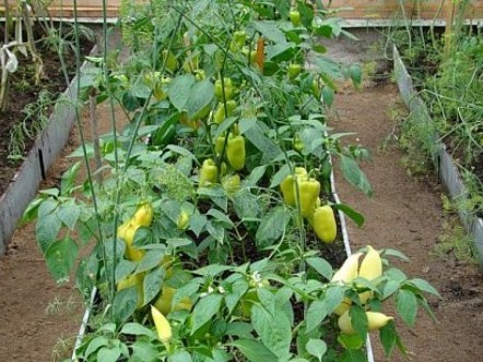 Lumalagong paminta sa isang greenhouse