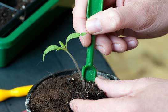 tomatplanter