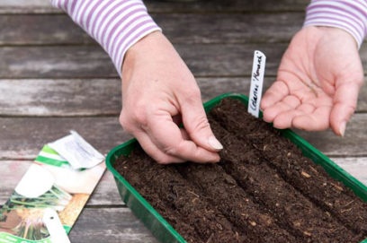 Wanneer moet je selderij voor zaailingen in 2019 op de maan planten?