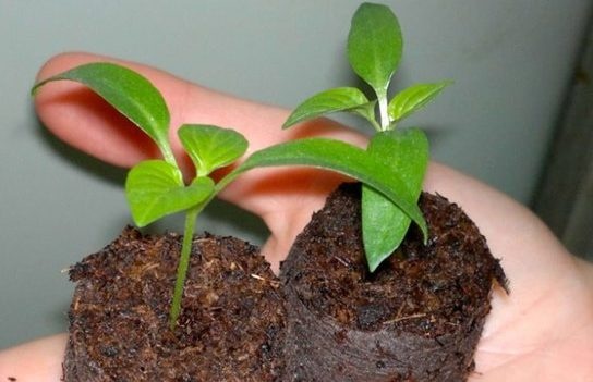 Peperzaden planten in turfpillen