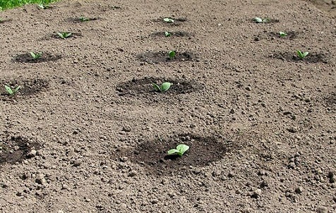 Regels voor het planten van komkommers