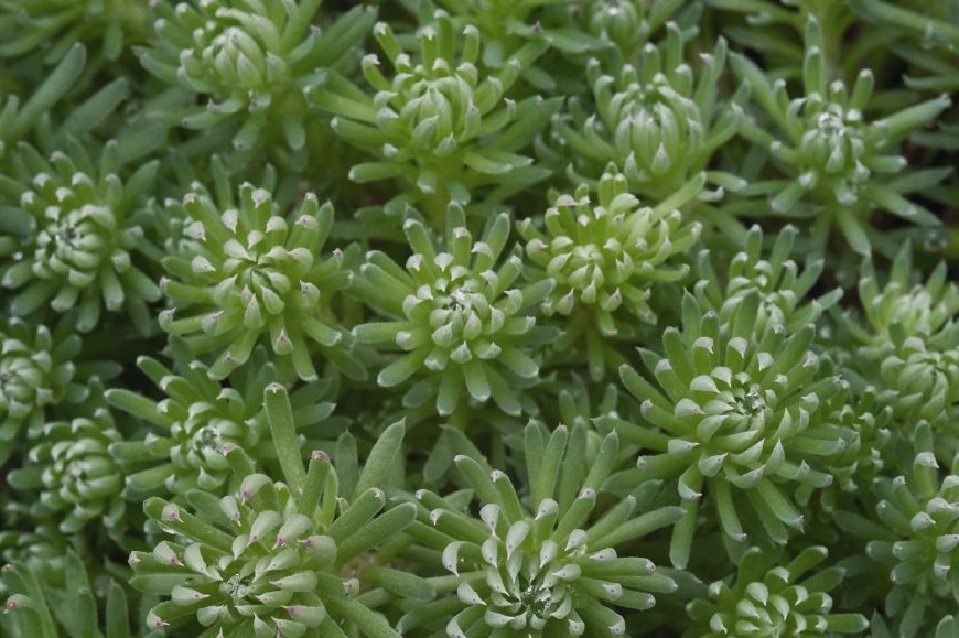 Sedum forsterianum