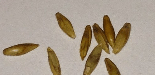 Dracaena Seeds