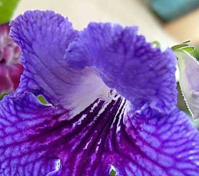 Streptocarpus Pickaxe