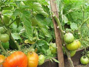 tomaten in de tuin