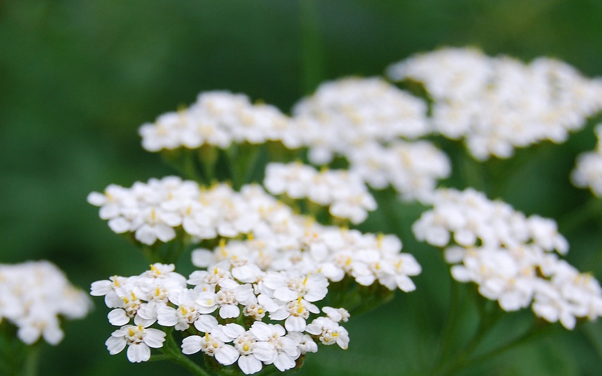 Yarrow