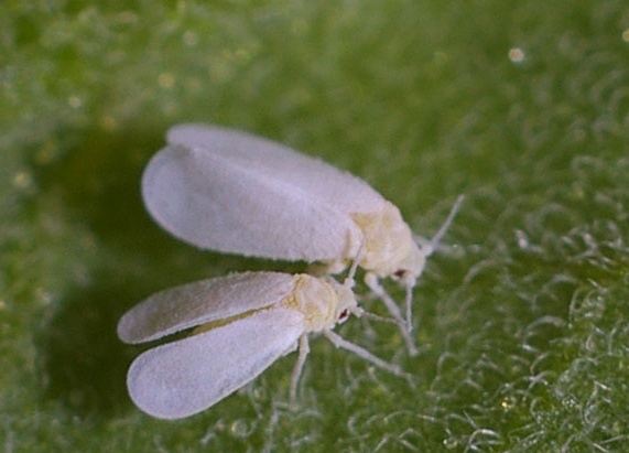 Whitefly