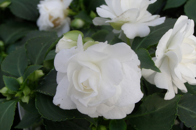 SunPatiens Spreading White