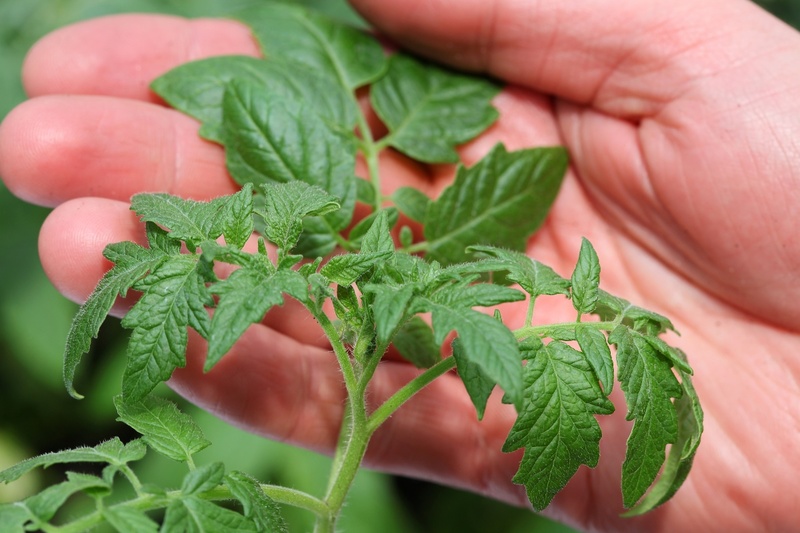 Chinese manier om tomatenzaailingen te kweken