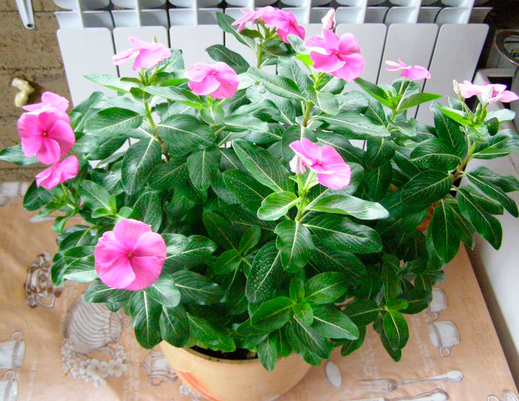 catharanthus