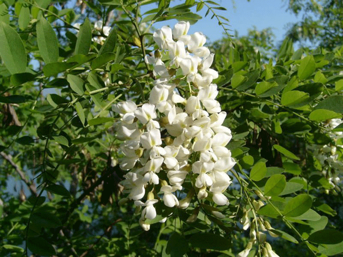 Sophora