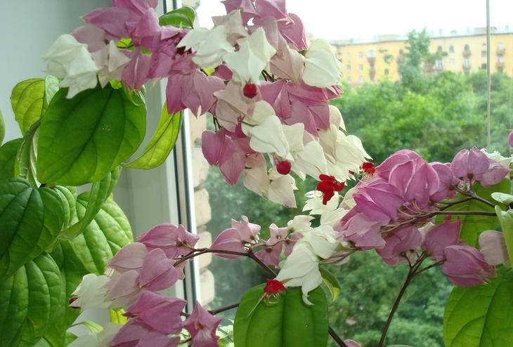 Clerodendrum