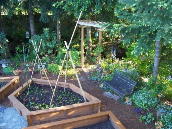 Wat te planten in het schaduwrijke gedeelte van de tuin