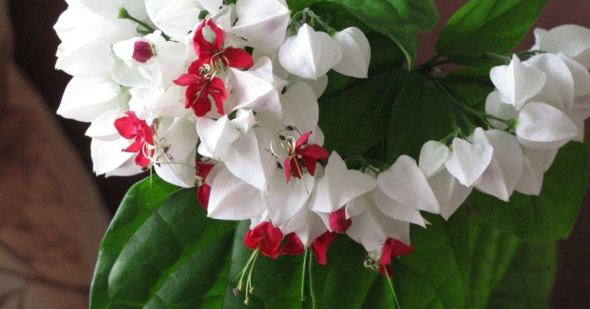 clerodendrum